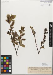 Foto von Salix myrsinifolia Salisb.